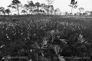 Josh Manring Photographer Decor Wall Arts - Florida Photography-67.jpg